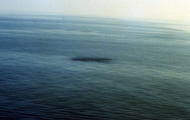Sea Snake Ball - hundreds of swirling sea snakes in open sea