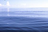 A bunch of flying fish