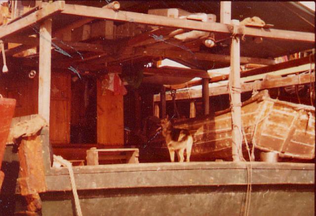 Dog_on_houseboat_Aberdene
