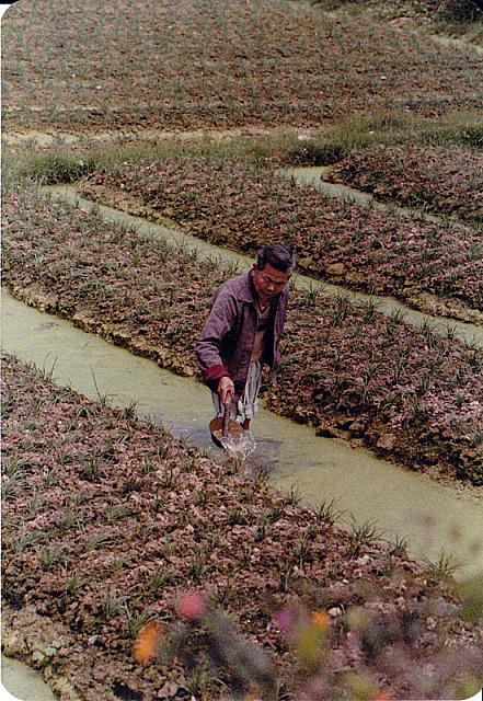 Rice paddy farmer