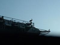 Pelican