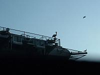 Pelican on Midway
